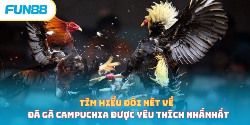Đá Gà Campuchia - Sân Chơi Gay Cấn, Hồi Hộp Bậc Nhất Châu Á Tổng quan về đá gà Campuchia